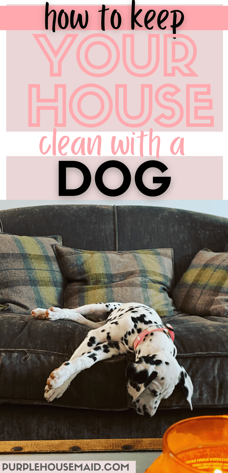 how-to-clean-with-a-dog